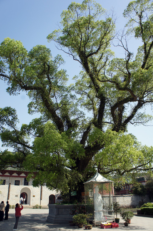 东林寺 (2).JPG