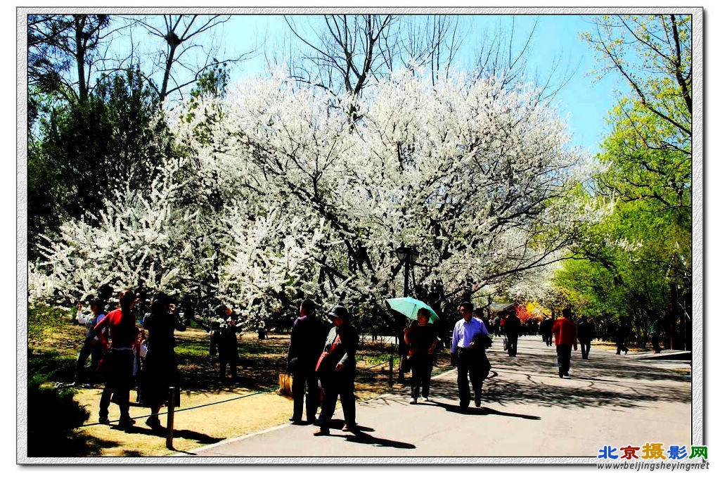 植物园《春景》（2）.jpg