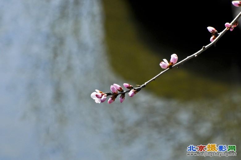 11_20120331-植物园-春暖花开.jpg