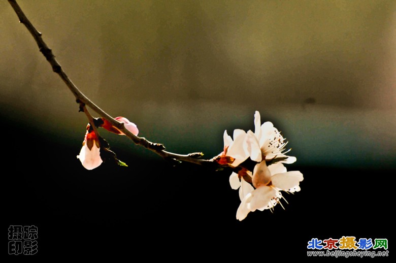 12_20120331-植物园-春暖花开.jpg