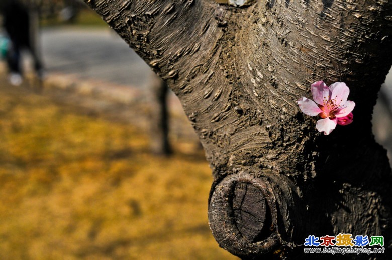 13_20120331-植物园-春暖花开.jpg