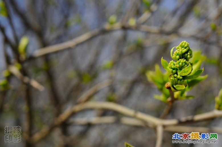 14_20120331-植物园-春暖花开.jpg