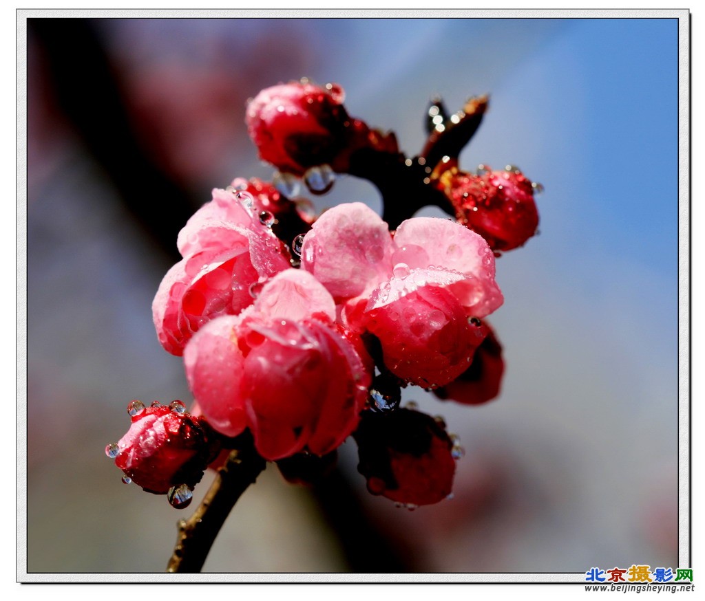 植物园《梅花》（3）.JPG