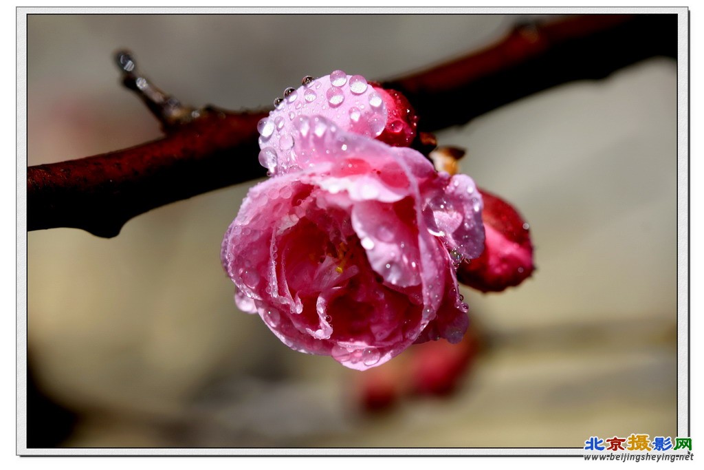 植物园《梅花》（2）.jpg