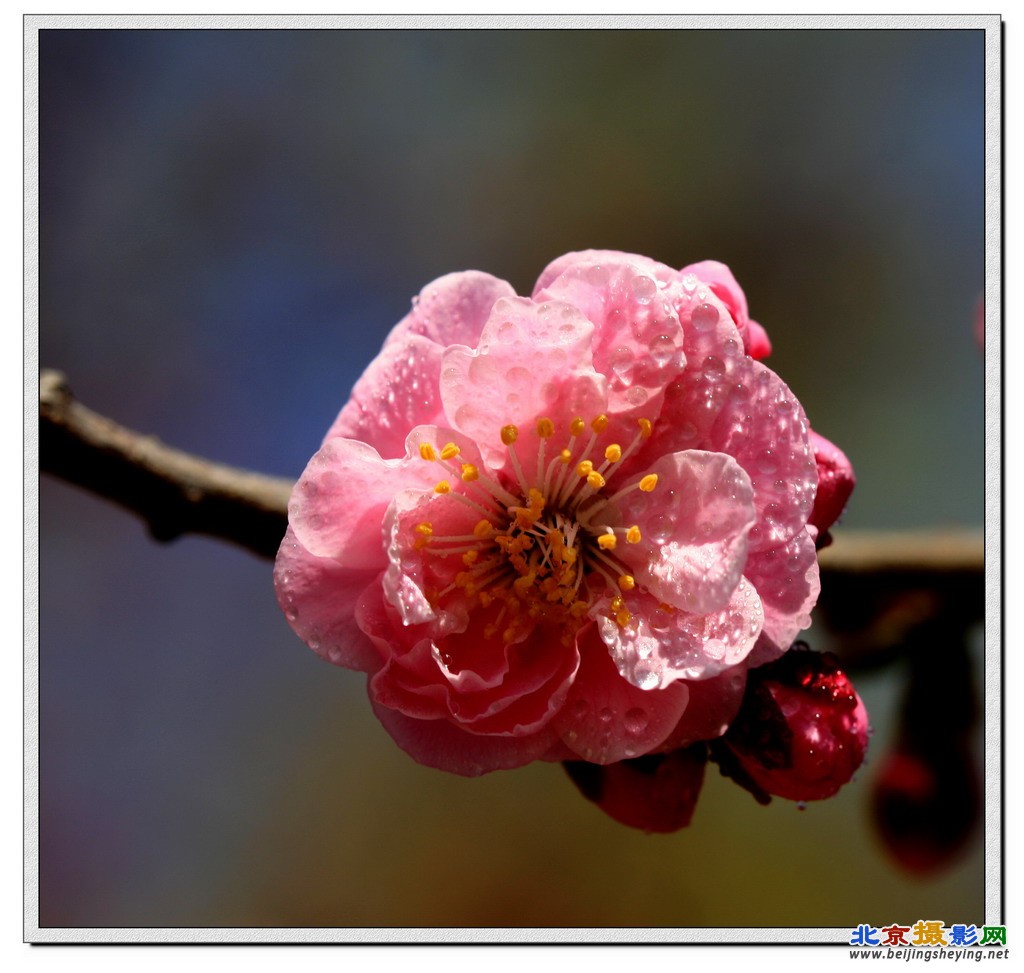 植物园《梅花》（1）.JPG