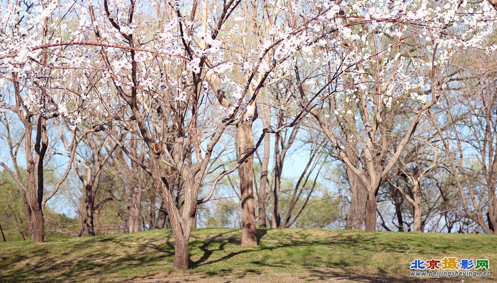 桃花背景-02.jpg