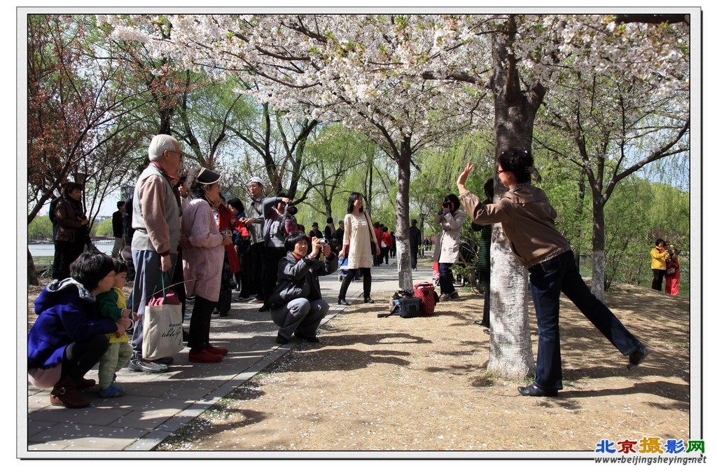 玉渊潭《樱花掠影》（6）.jpg