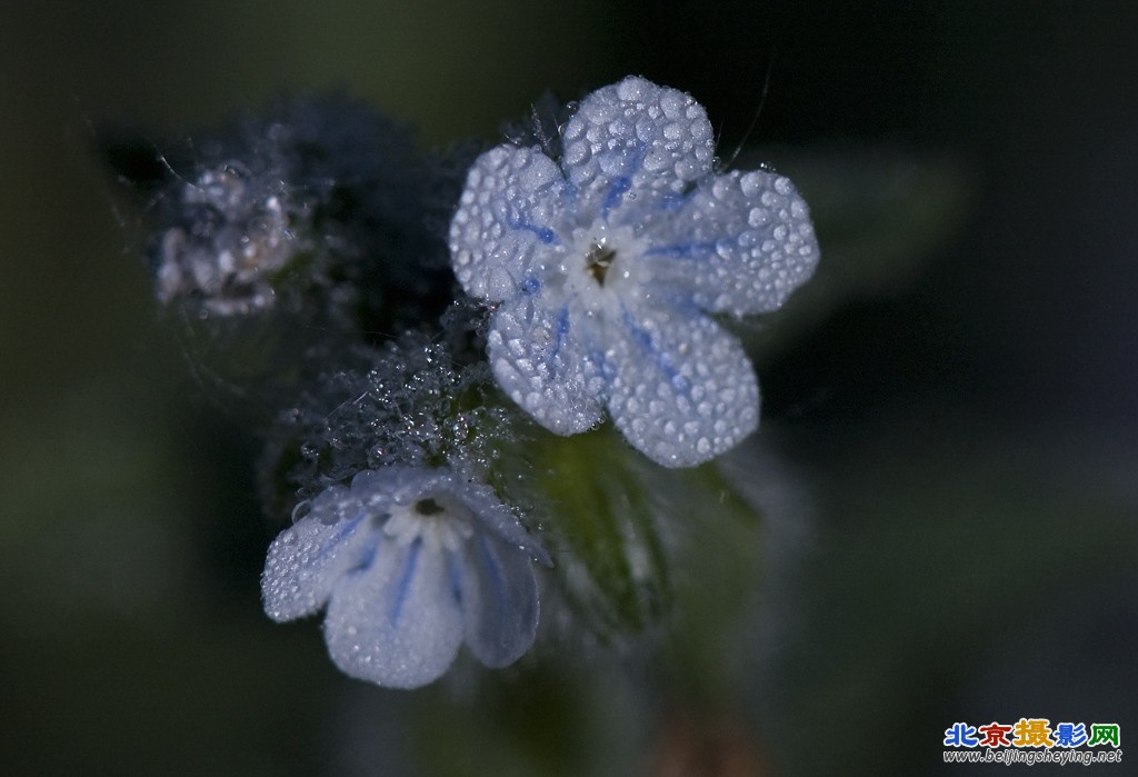 植物46-2.jpg