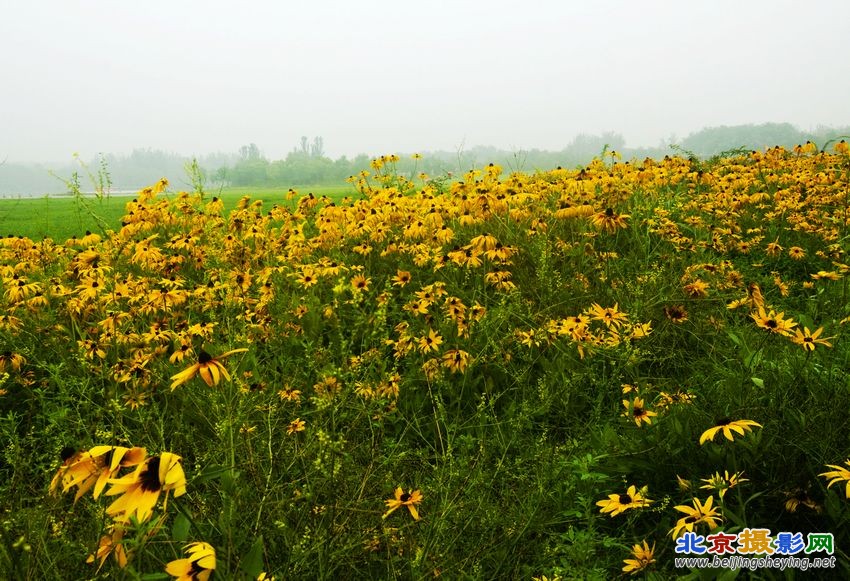 不知道什么花