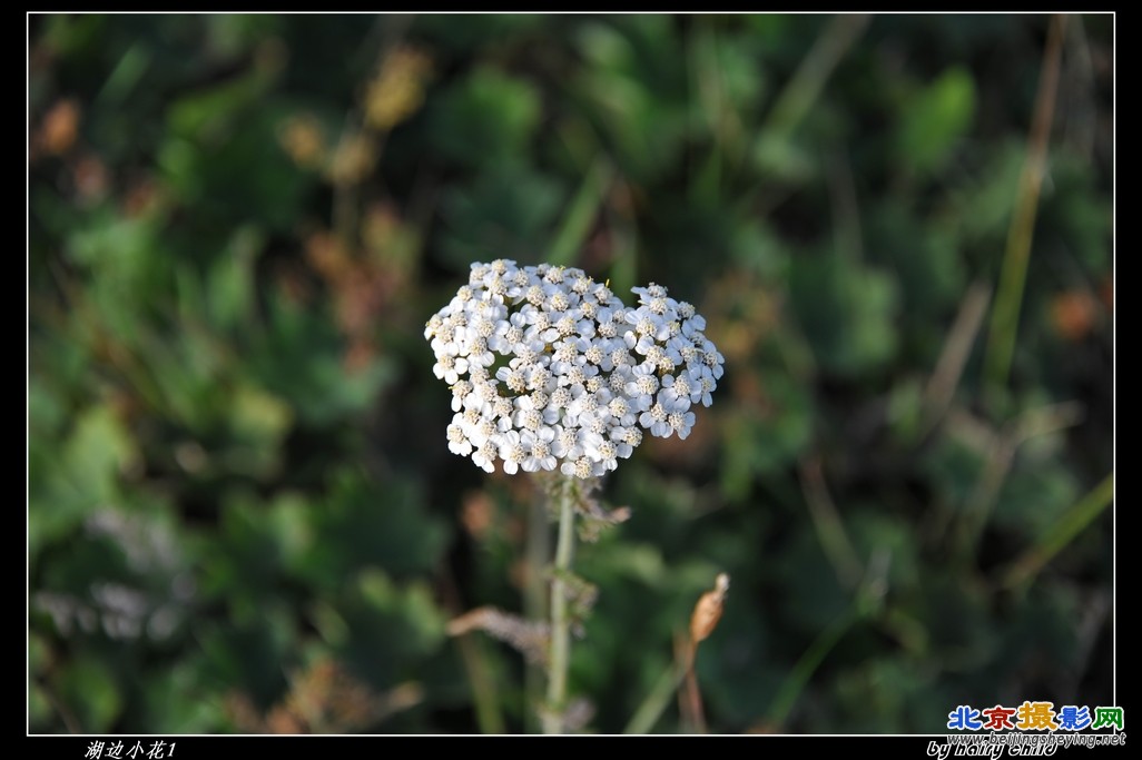 湖边小花1.jpg