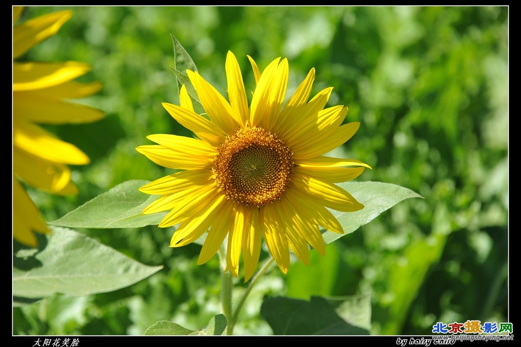 太阳花笑脸.jpg