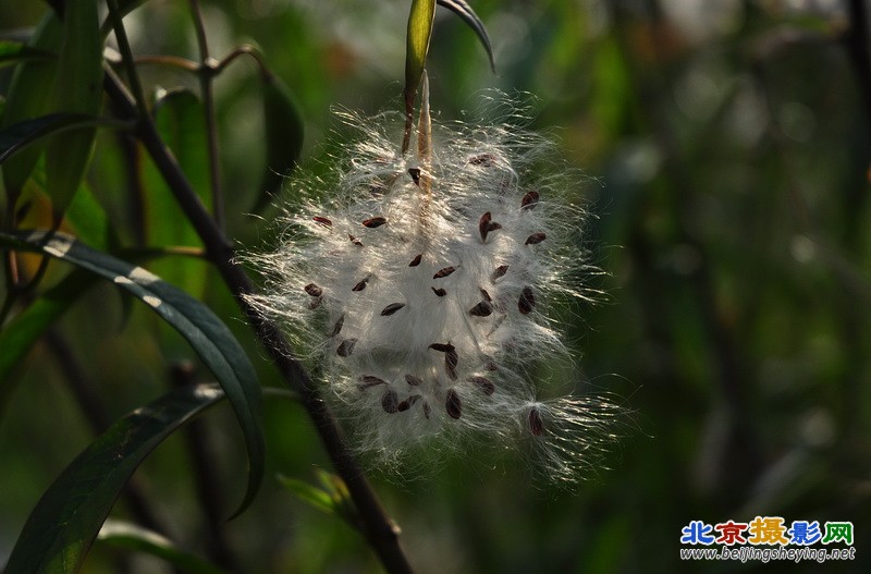 没见过的蒲公英