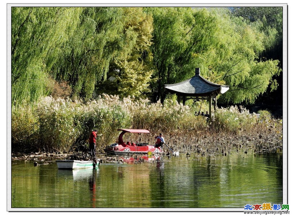 柳荫秋景《芦苇花》（6）.jpg