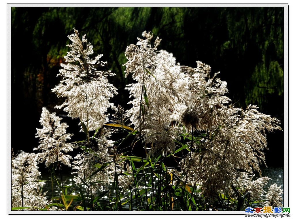 柳荫秋景《芦苇花》（3）.jpg