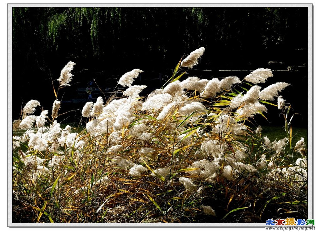 柳荫秋景《芦苇花》（2）.jpg