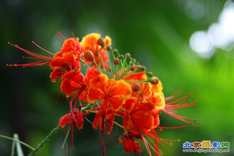 美丽的花朵06 821_副本.jpg