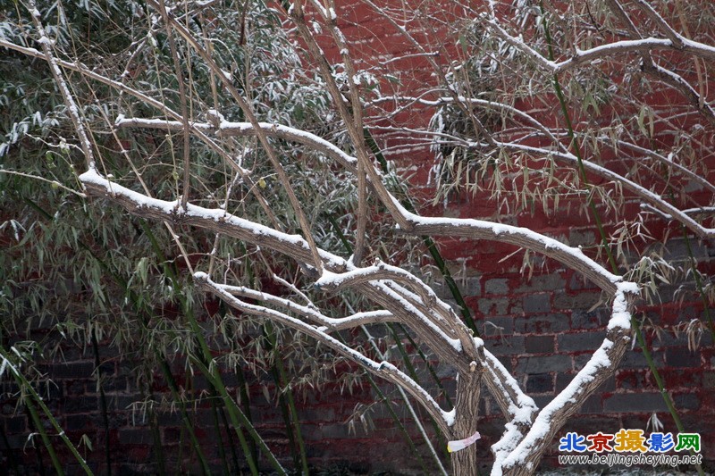 2013年1月20日北京东城区 菖蒲河雪景 树木_09.jpg