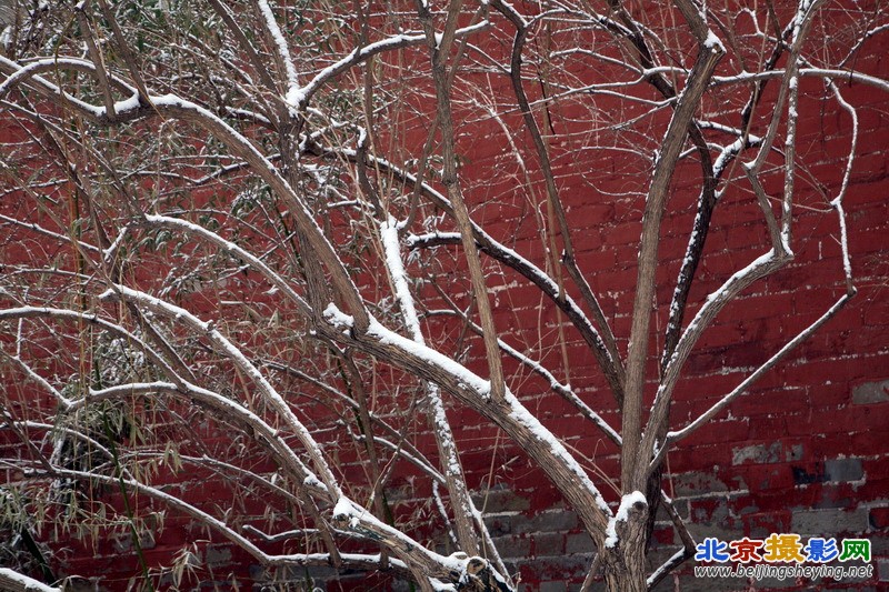 2013年1月20日北京东城区 菖蒲河雪景 树木_08.jpg