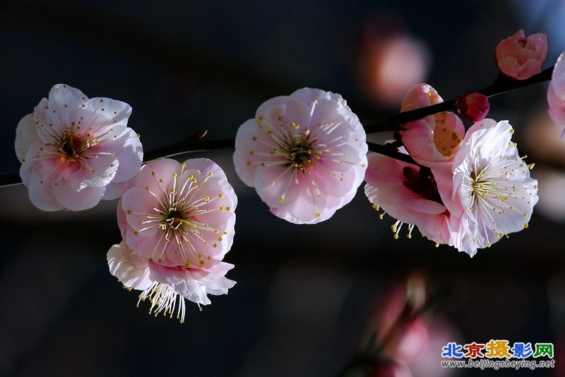 北京东城区东二环明城墙遗址梅花_004 (9).jpg