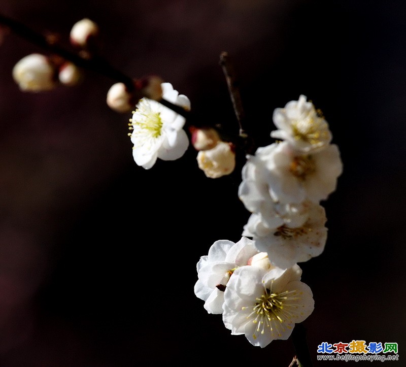 北京东城区东二环明城墙遗址梅花_004 (10).jpg