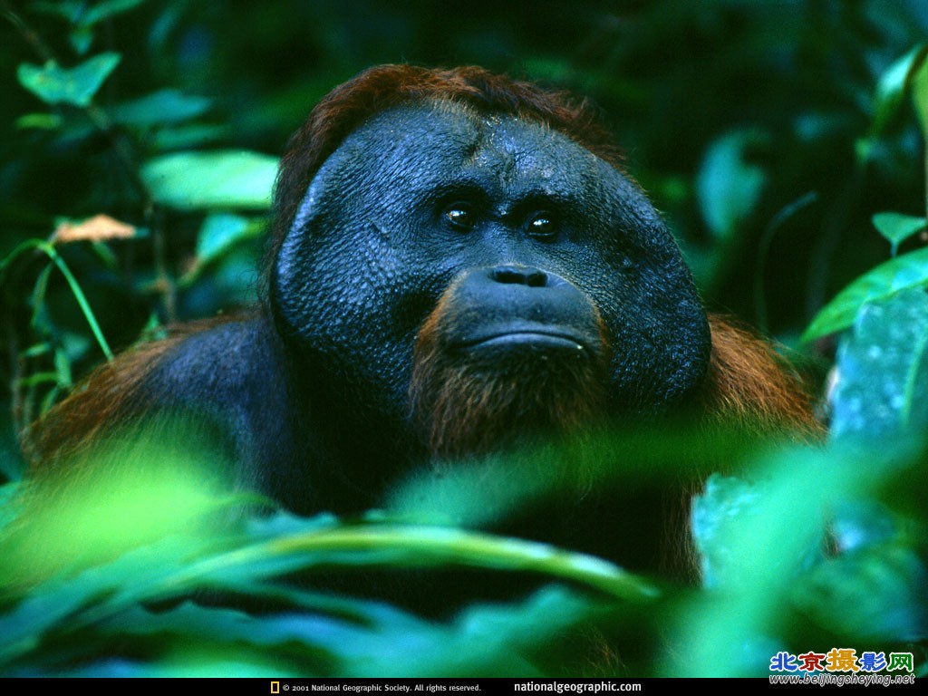 Gunung Palung National Park, Indonesia.jpg