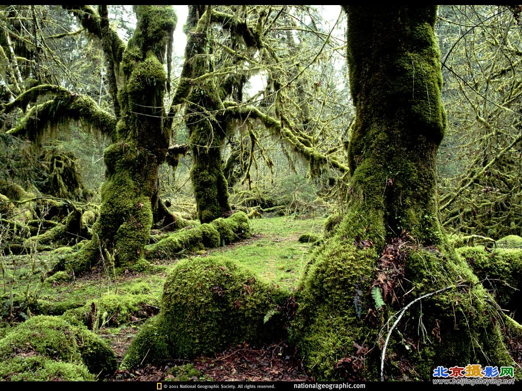 Hoh River Valley, Olympic National Park, Washington.jpg