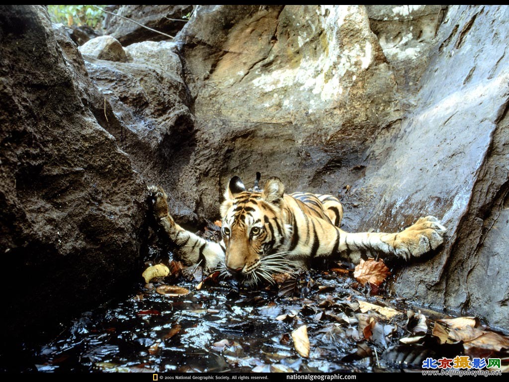 Bandhavgarh National Park, India2.jpg