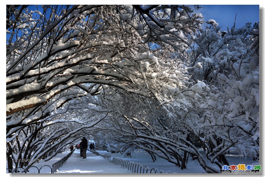 4F5A6833天坛三月雪小副本.jpg