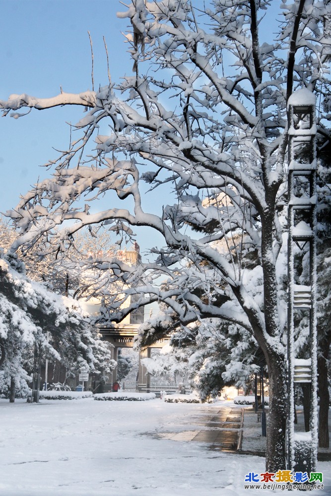 校园雪景_7023.jpg