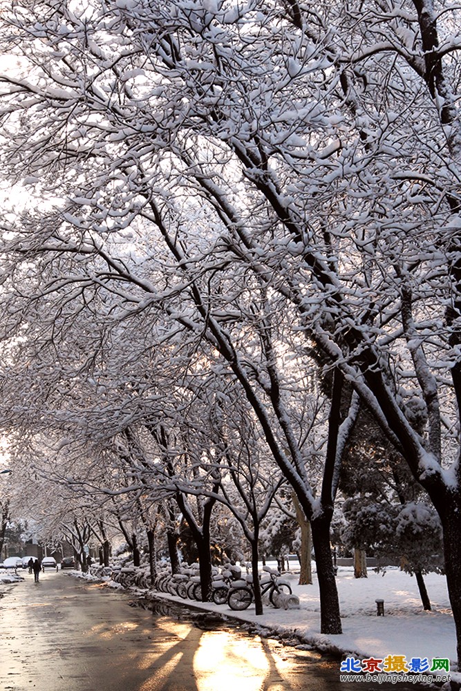 校园雪景_7043.jpg