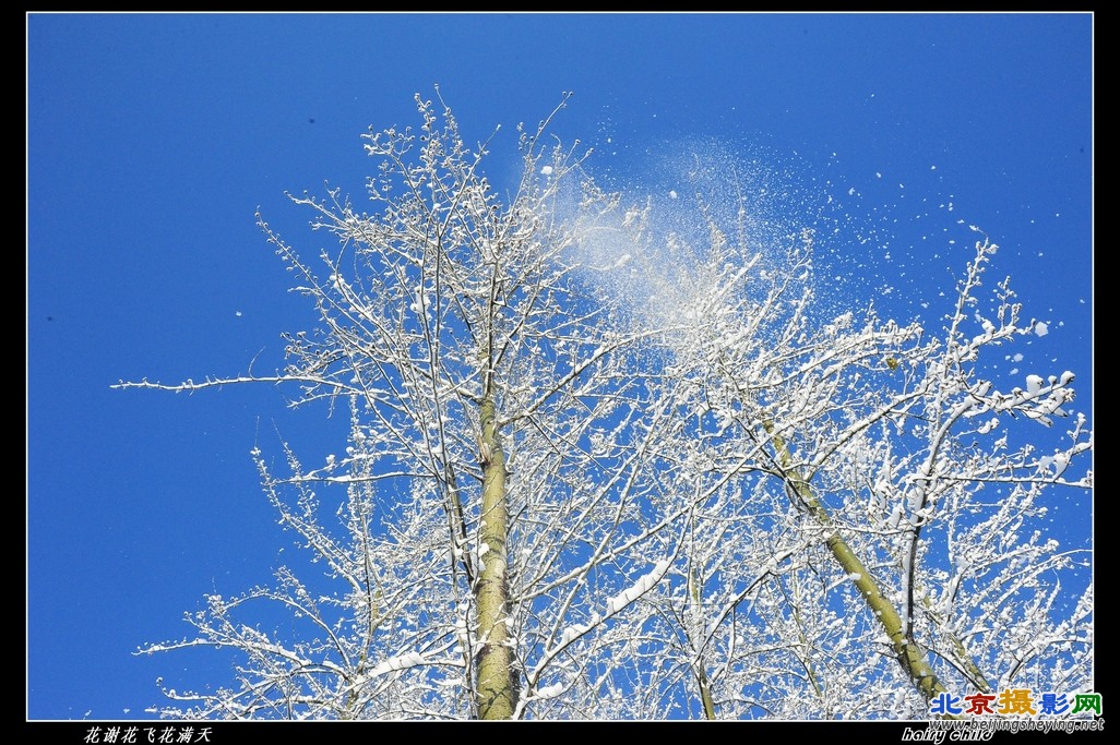 花谢花飞花满天.jpg