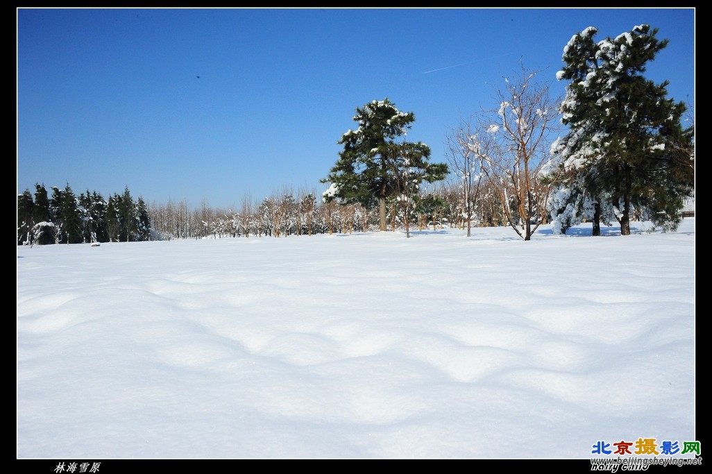 林海雪原.jpg