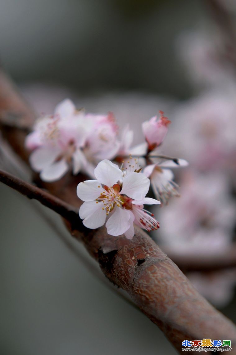 粉面桃花 041.jpg