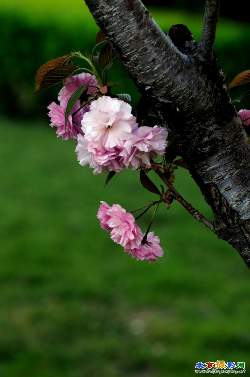 小钢炮拍花草 028.jpg