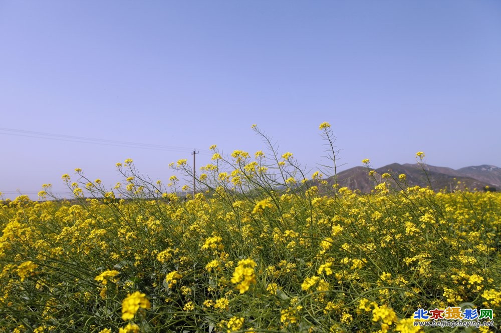 来张油菜花的