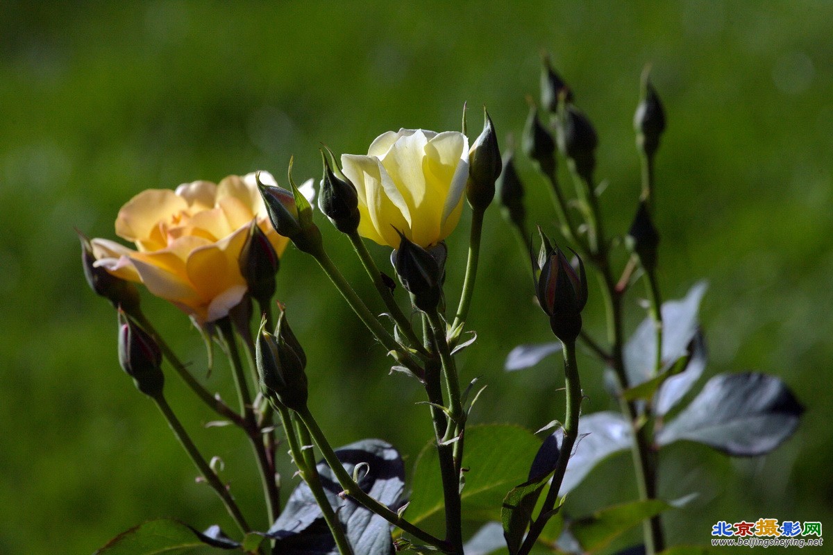 2013年5月29日北京东城区天坛公园 月季花_046.jpg