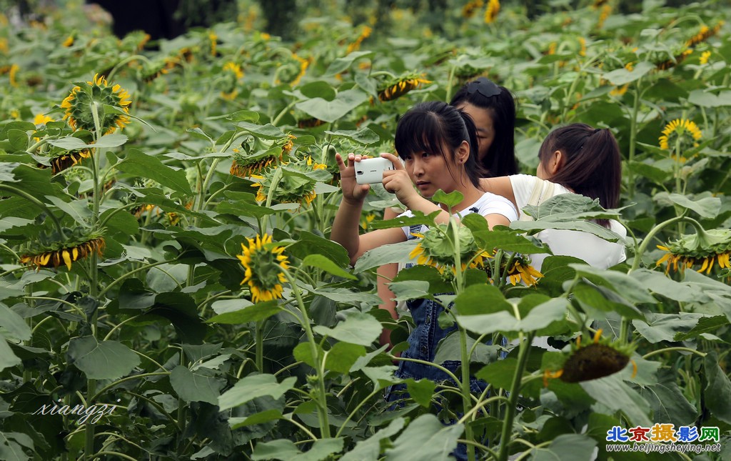 小副本4F5A7294葵花外拍花絮.jpg