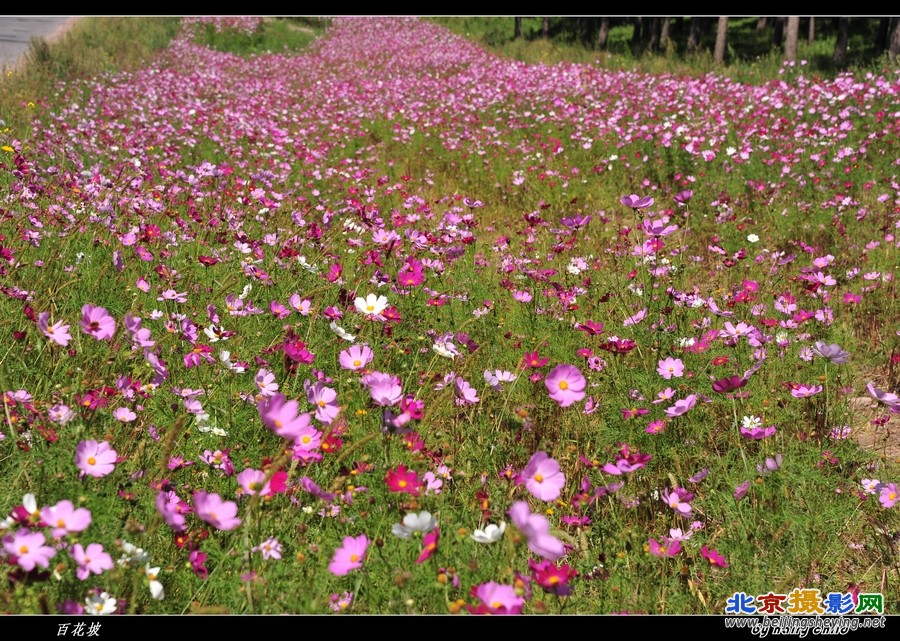 百花坡.jpg