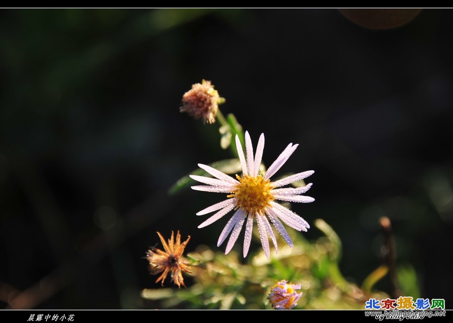 晨露中的小花.jpg