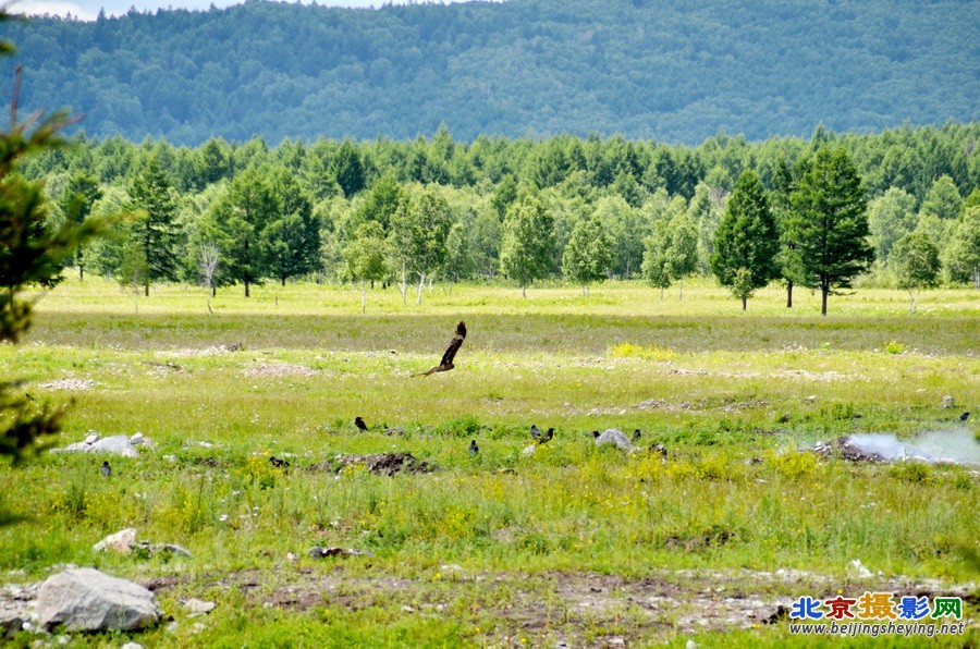 阿尔山 482.jpg