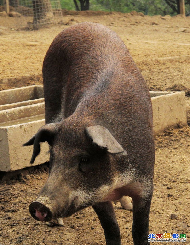猪猪.jpg