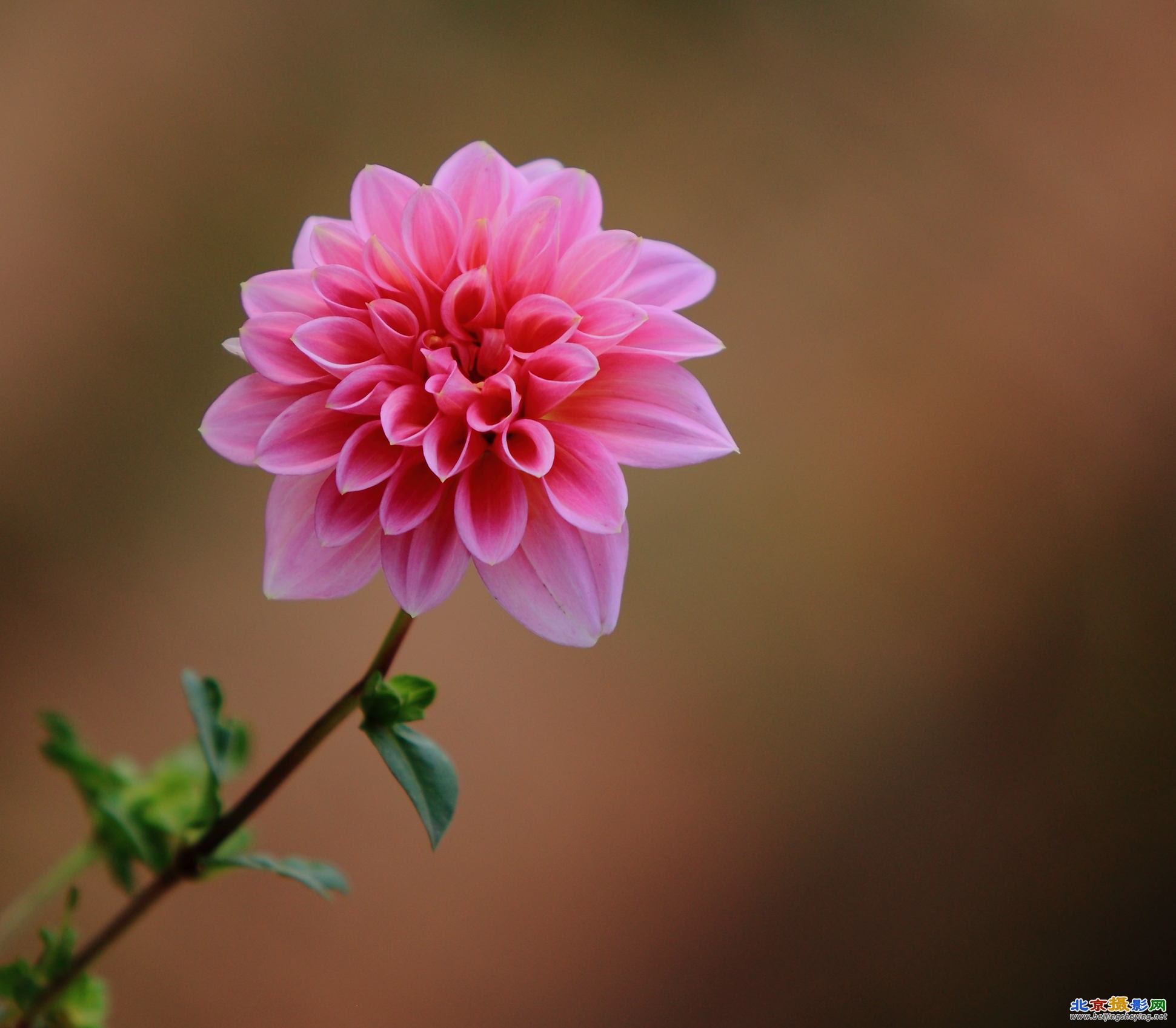 这是红芋花(地瓜花)