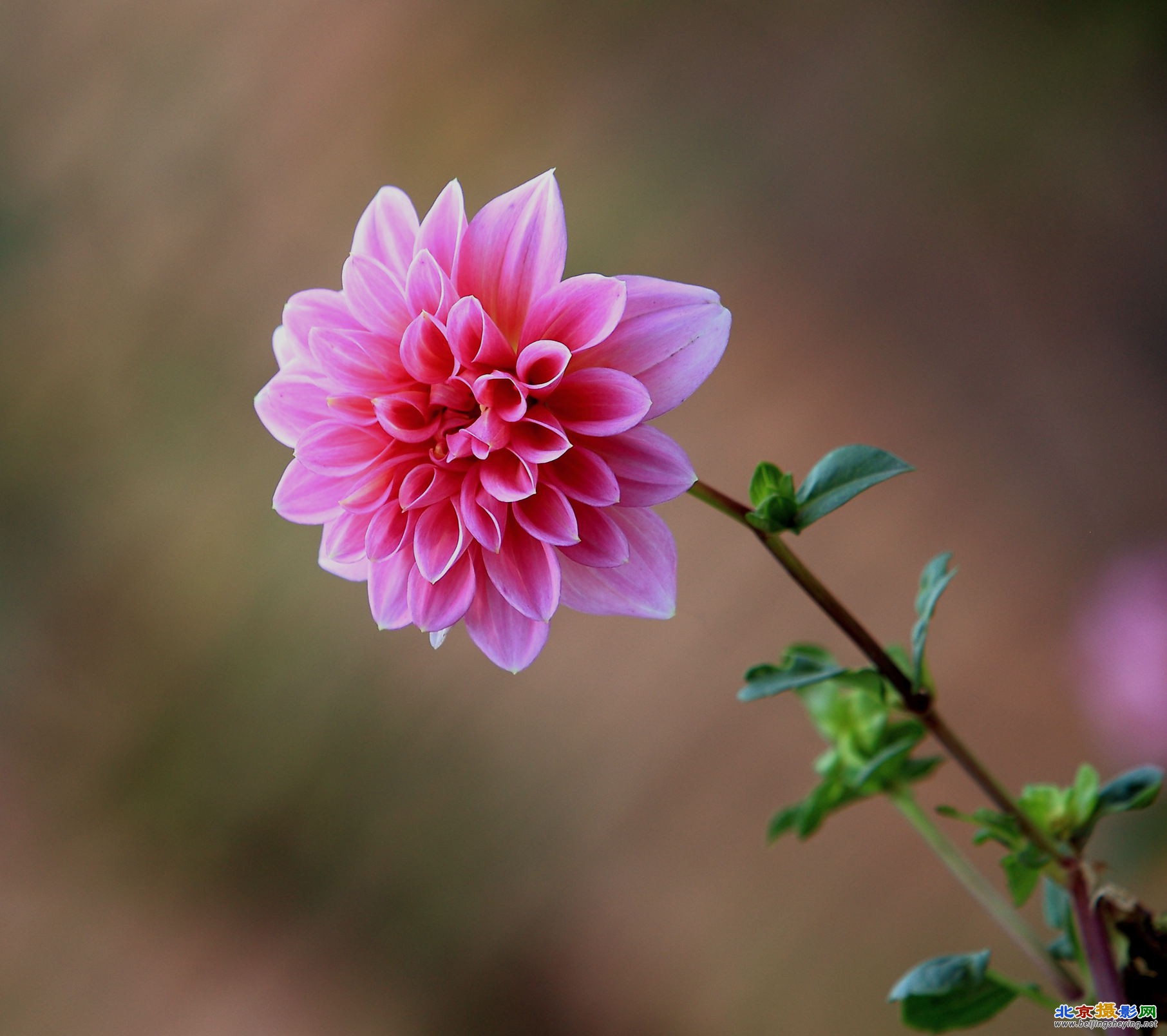 这是红芋花(地瓜花)