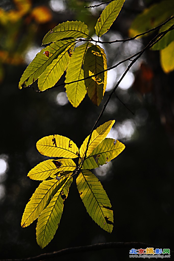 20111029红螺寺_072.jpg