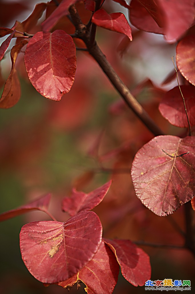 20111029红螺寺_073.jpg