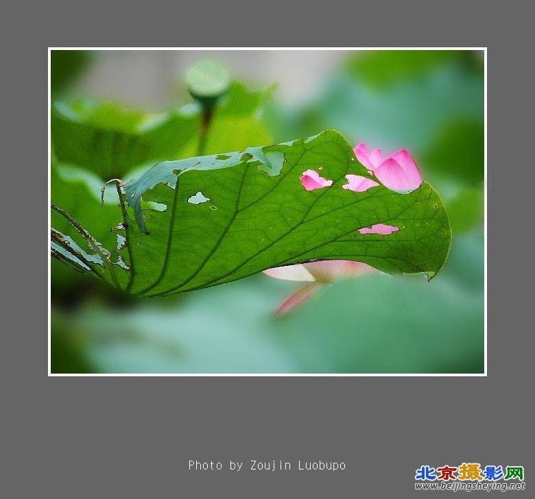 荷风细雨 10 4.jpg