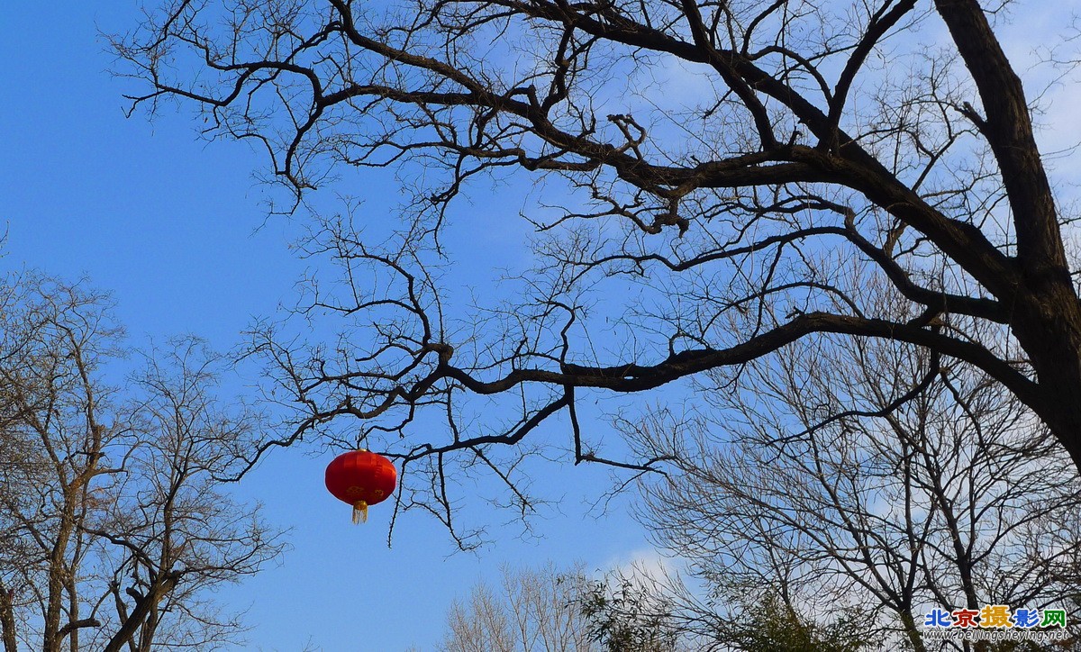 大红灯笼衬蓝天