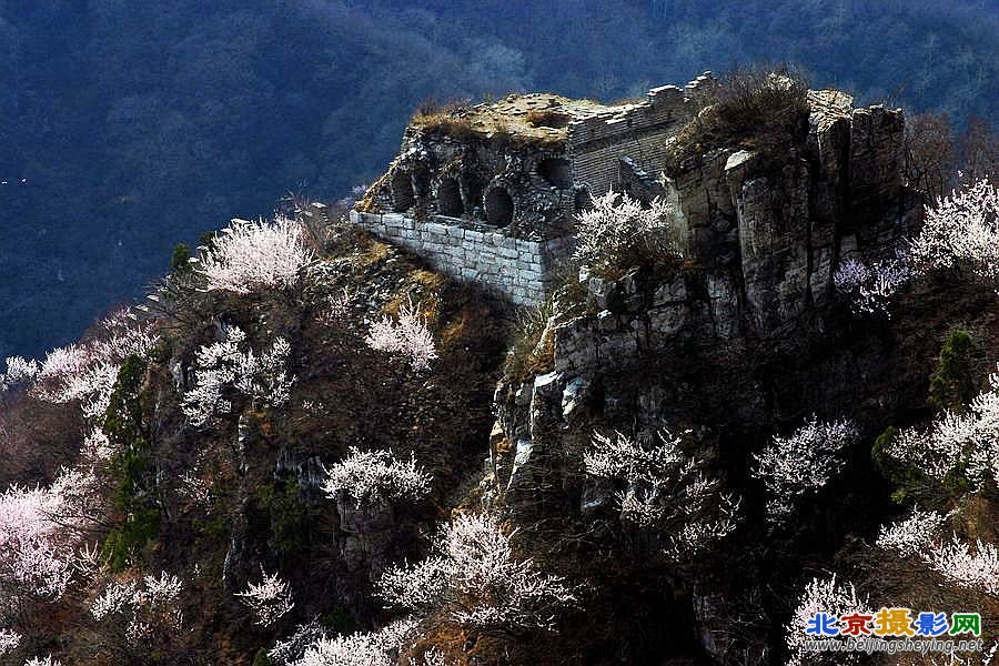 山花烂漫