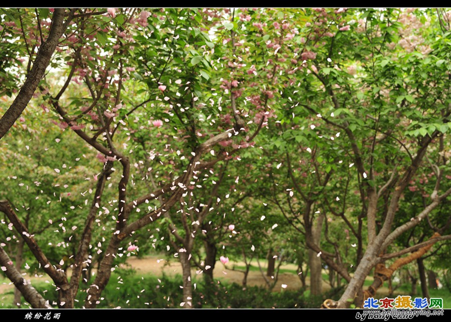 缤纷花雨.jpg