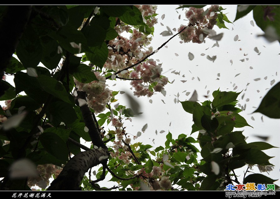 花开花谢花满天.jpg